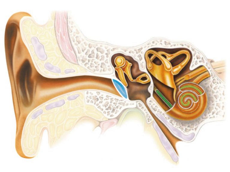 What Are The Different Types Of Hearing Loss Care For Hearing Centre